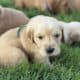 AKC registered Golden Retrievers