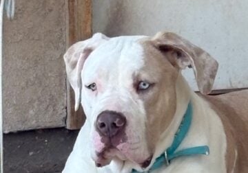 ABKC Xlarge American Bully
