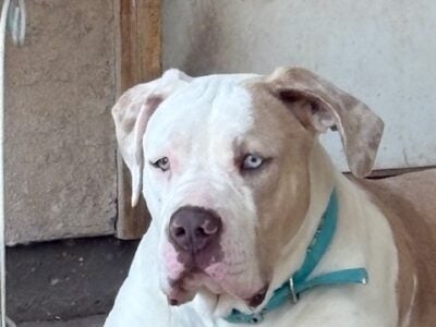 ABKC Xlarge American Bully