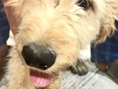 Goldendoodle Puppies