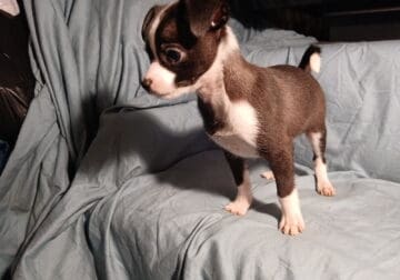 Male Chug Pups