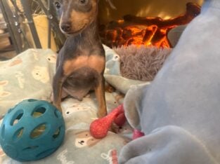 miniature pincher puppies
