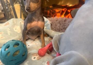 miniature pincher puppies