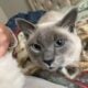 Siamese ragdoll