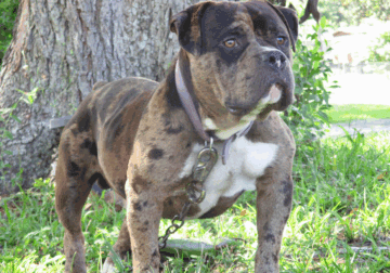 American bully