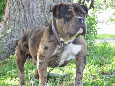 American bully