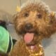 Mini GoldenDoodles