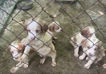 AKC Brittany Puppies