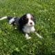 AKC CAVALIER PUPS