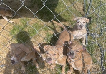 Bully Pit Terrier – Puppies