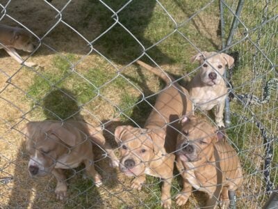 Bully Pit Terrier – Puppies