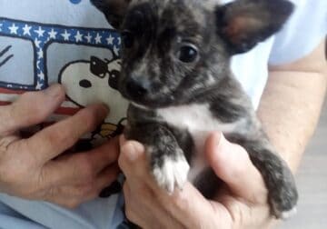 Playful, healthy, Chihuahua and Chorkie puppies