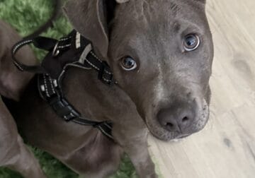 Meet this sweet pitty pup 💕