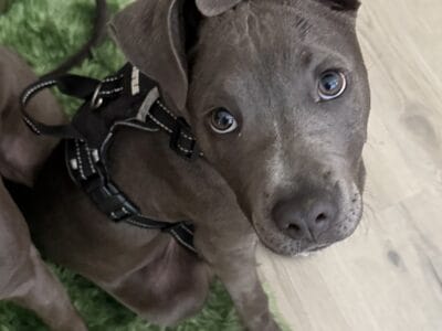 Meet this sweet pitty pup 💕
