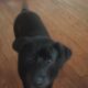 Free dog to a good home.