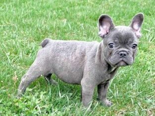 Healthy male french Bulldog