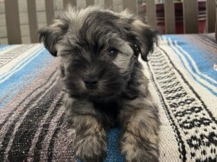 AKC Havanese Gorgeous Female Pups