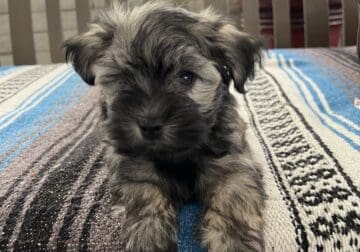 AKC Havanese Gorgeous Female Pups