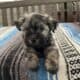 AKC Havanese Gorgeous Female Pups