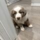mini Australian shepherd’s
