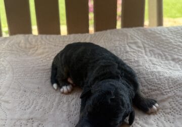 Bernedoodle puppies