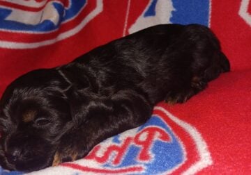 Cocker puppies