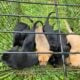 Lab mix puppies