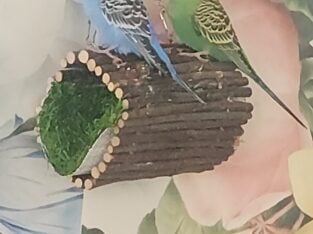 Blue budgie
