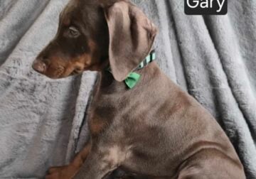“Gary”