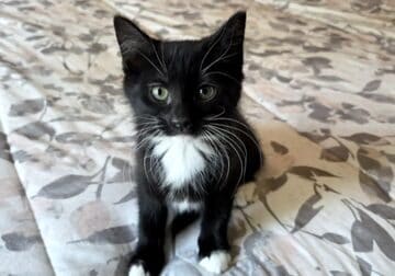 Maia is looking for a loving home