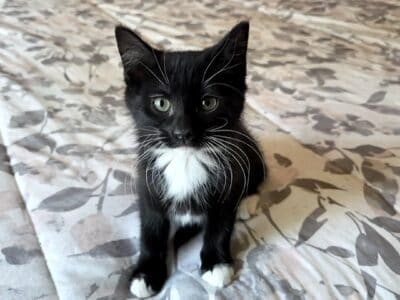 Maia is looking for a loving home
