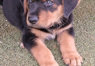 7 Week Old Rottweiler Puppy