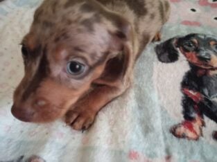 CKC DACHSHUND MINI CHOCOLATE DAPPLE COMET