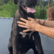 Italian Mastiff/ Dogo de Bourgeois