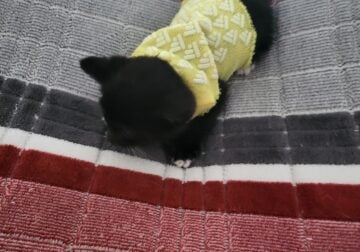 Free Kittens