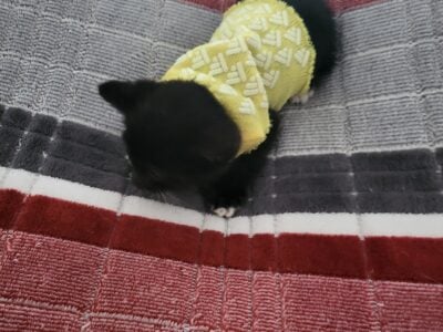 Free Kittens