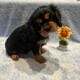 Pure bred King Charles Cavalier Spaniel puppies