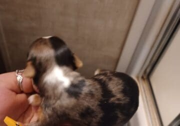 yorkie puppies