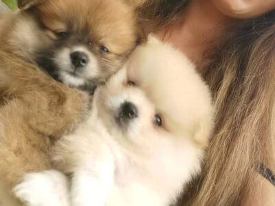 Fluffy Pomeranians