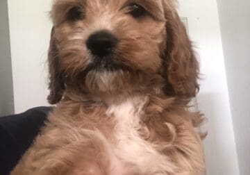 Cockapoo pups