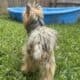 !!NEEDS HOME FAST!! 9 year old Yorkshire for sell