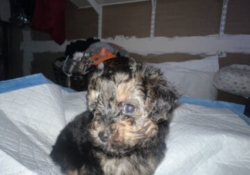 Yorkepoo pups