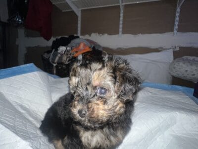 Yorkepoo pups