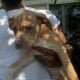XL American Bully x APBT puppies!