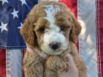 Miniature Goldendoodles!!