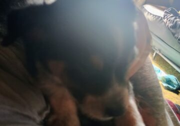 Sweet puppy for sale