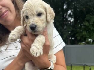 F1B Golden Doodles