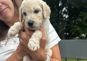 F1B Golden Doodles