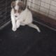 4 Rough Collie Puppies 8 weeks