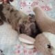CKC DACHSHUND MINI CHOCOLATE DAPPLE MAVERICK